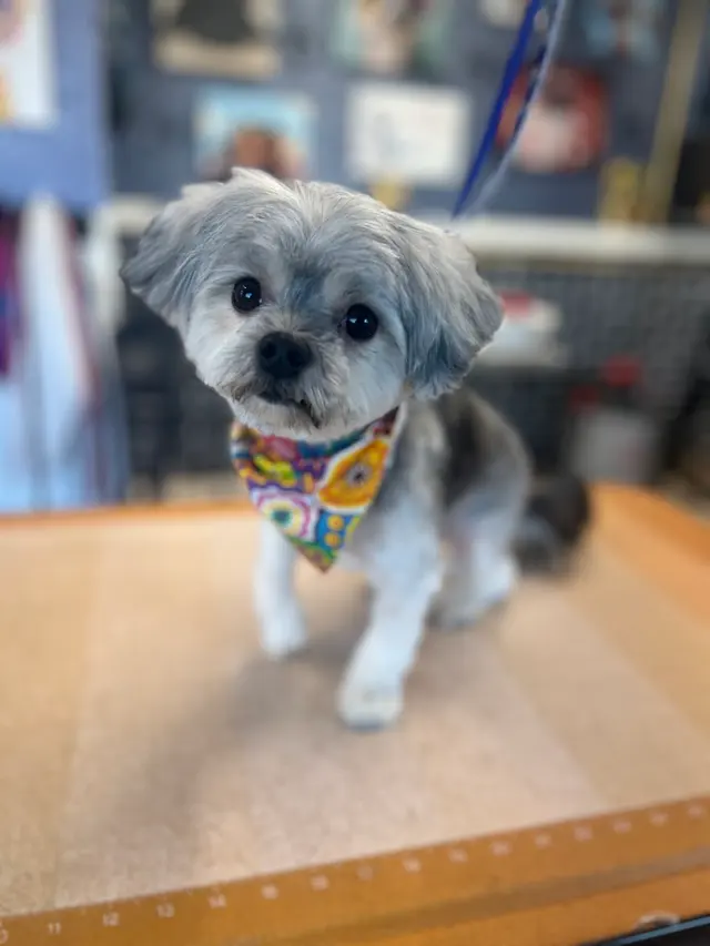 Janell’s Grooming — photo from the business 2