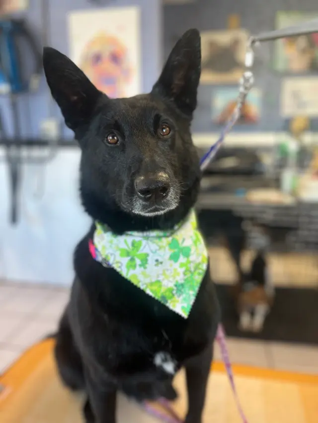 Janell’s Grooming — photo from the business 6