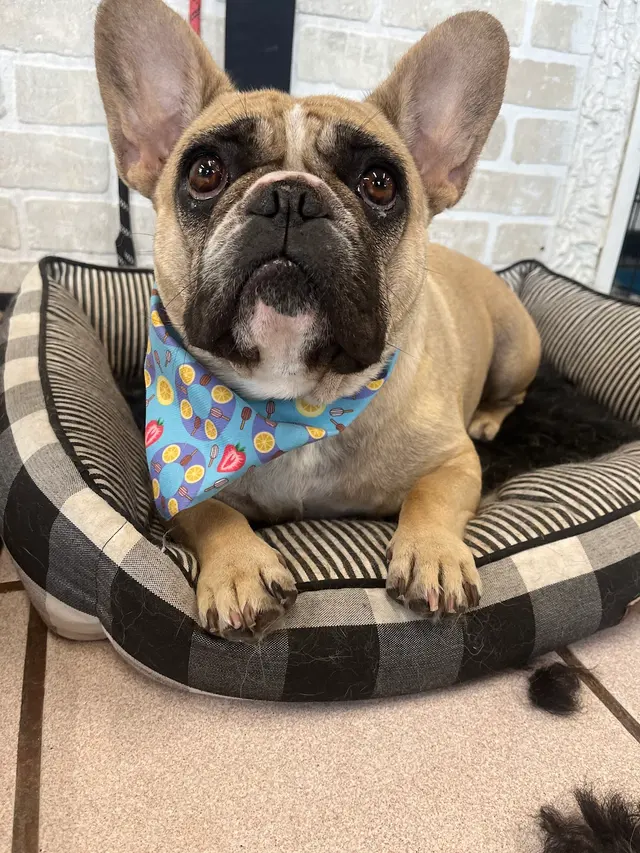 Janell’s Grooming — photo from the business 10