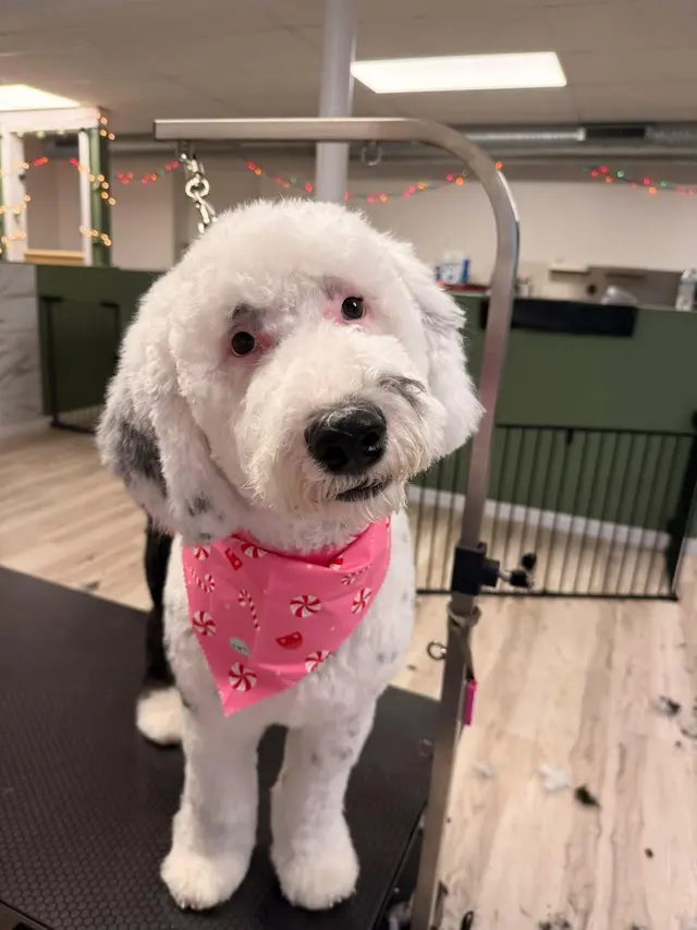 Janell’s Grooming — customer photo 1