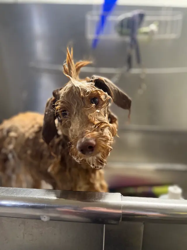 Janell’s Grooming — photo from the business 12