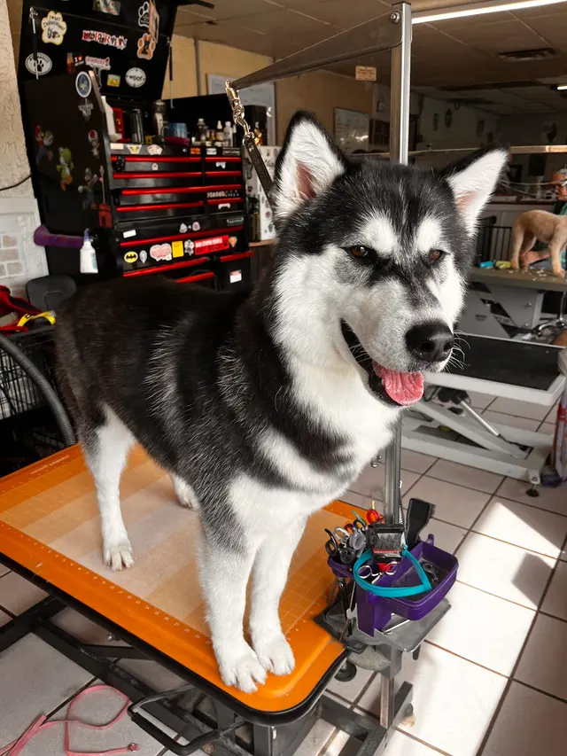 Janell’s Grooming — photo from the business 5