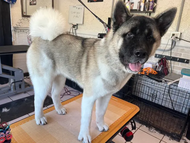 Janell’s Grooming — photo from the business 11