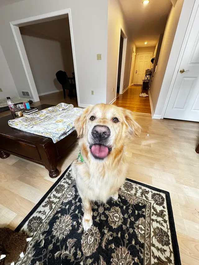 Customer photo of work by Janell’s Grooming, from Jayden Carroll's review