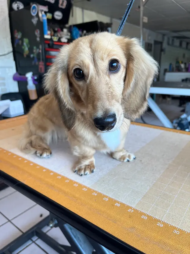 Janell’s Grooming — photo from the business 3
