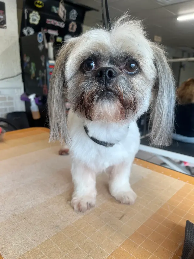 Janell’s Grooming — photo from the business 9