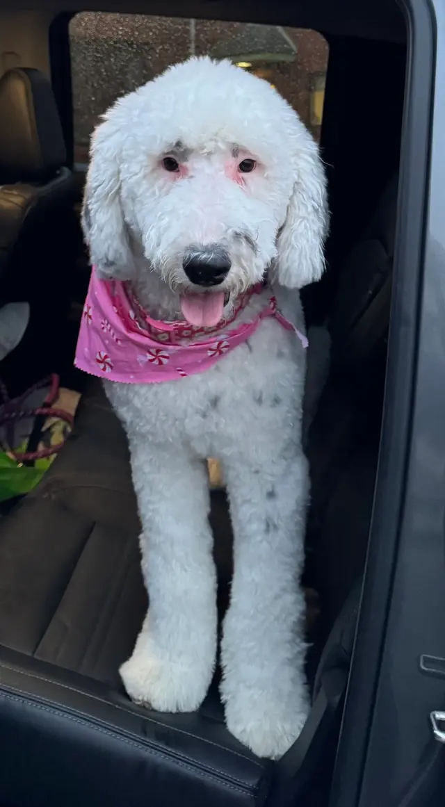 Customer photo of work by Janell’s Grooming, from Janeen Latin's review