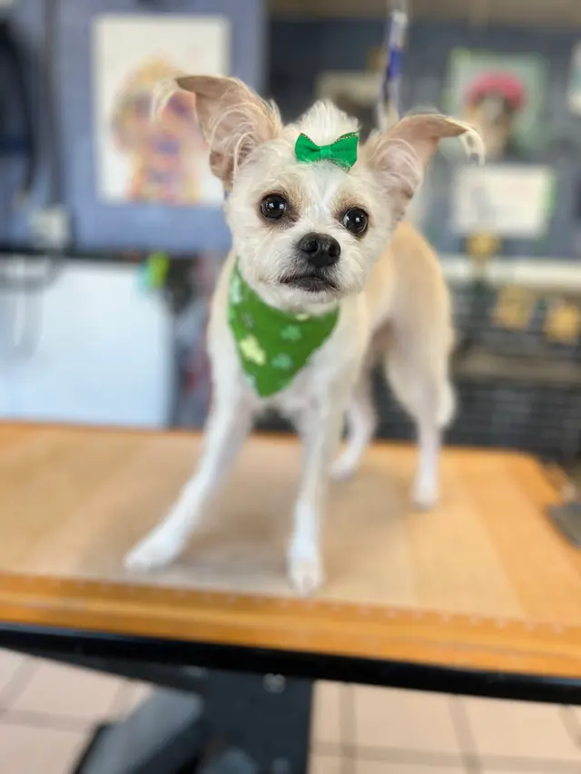 Janell’s Grooming — photo from the business 8