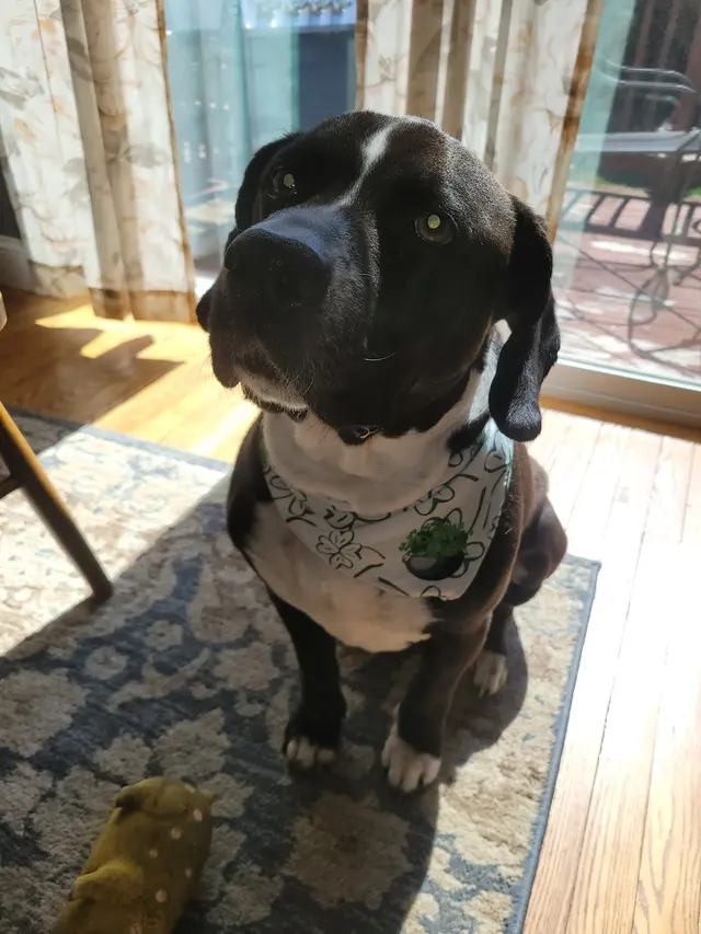 Customer photo of work by Janell’s Grooming, from Victoria Clelan's review