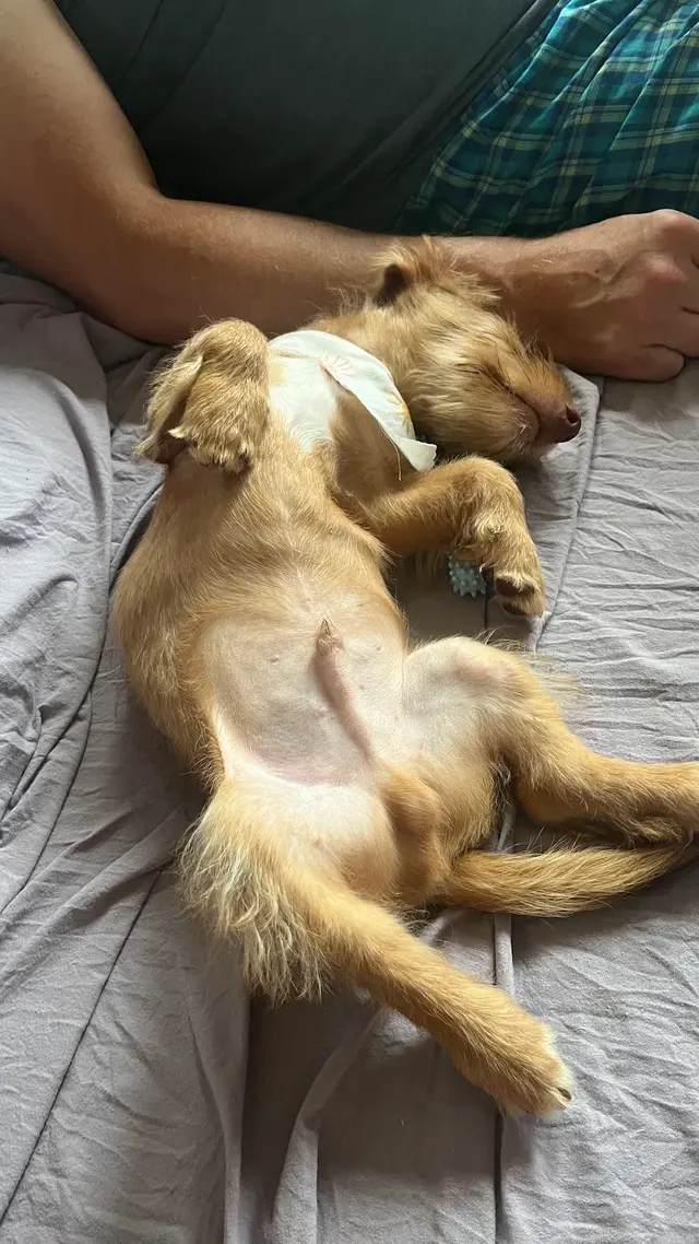 Customer photo of work by Janell’s Grooming, from Camila Teixeira's review