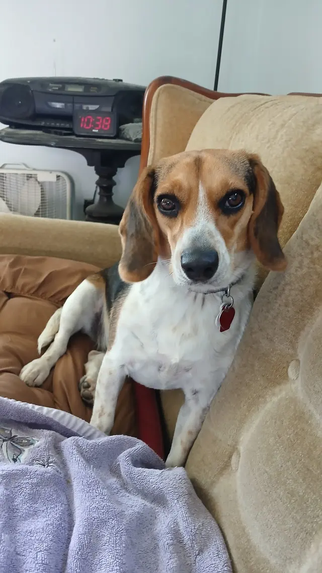 Teg's Canine Clippery — customer photo 6