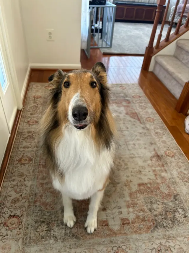 Teg's Canine Clippery — customer photo 10