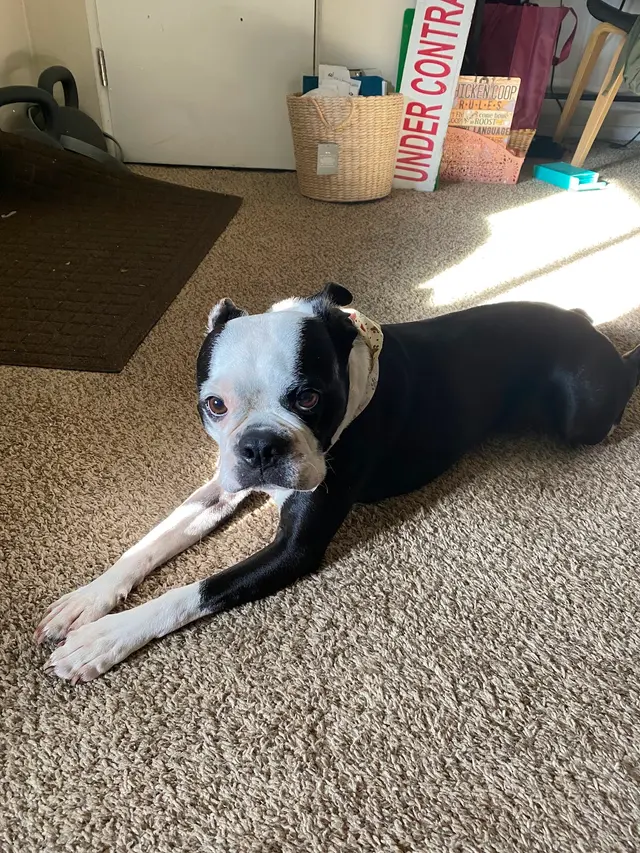 Teg's Canine Clippery — customer photo 4