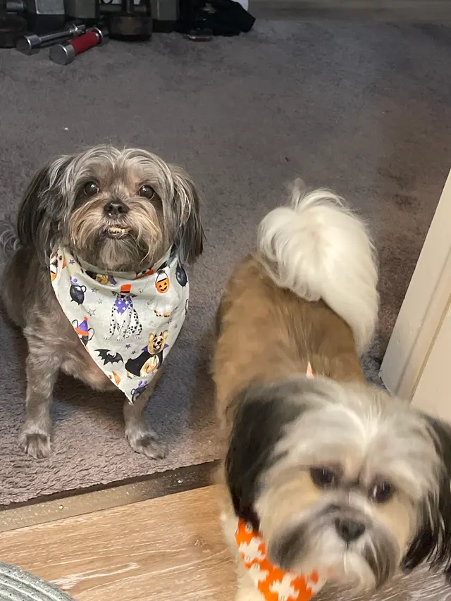 Teg's Canine Clippery — customer photo 11