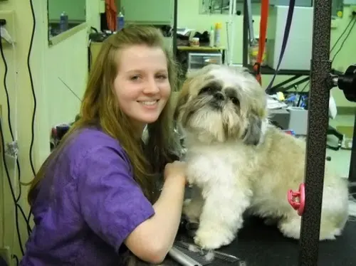 Teg's Canine Clippery — photo from the business 8