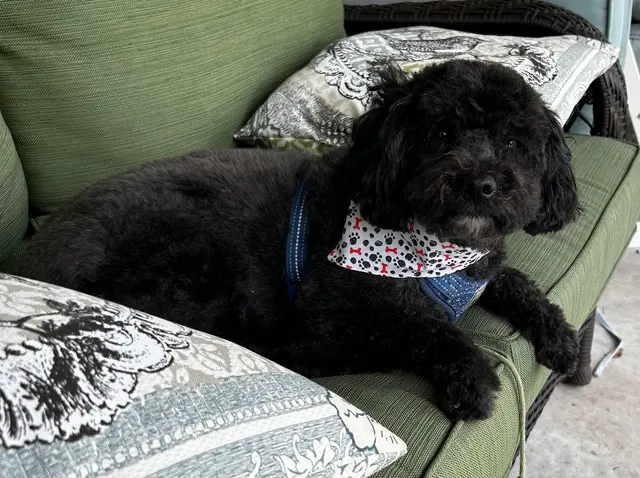 Teg's Canine Clippery — customer photo 2