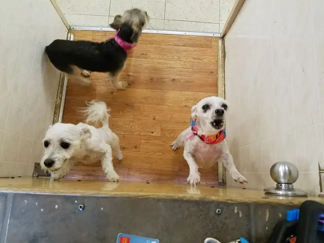 Teg's Canine Clippery — customer photo 5