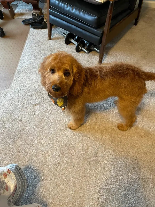 Teg's Canine Clippery — customer photo 9