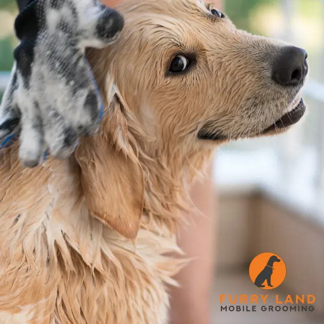 Furry Land Mobile Pet Grooming Central PA — photo from the business 2