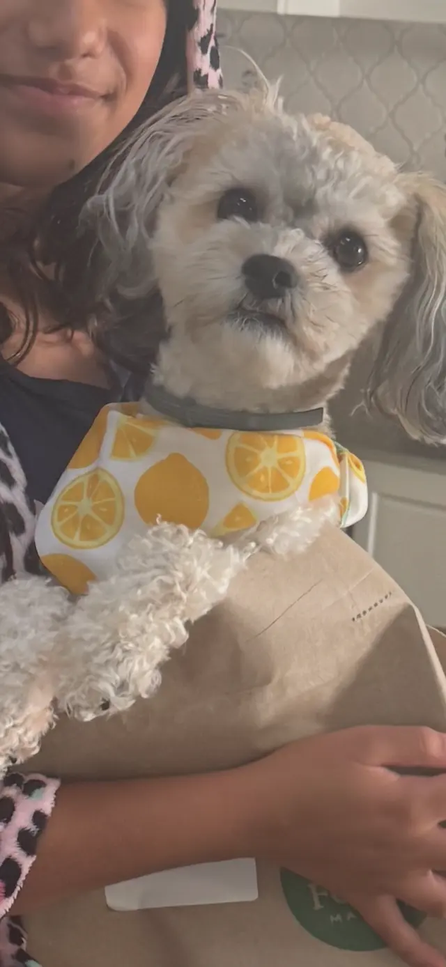 Furry Land Mobile Pet Grooming Central PA — customer photo 12