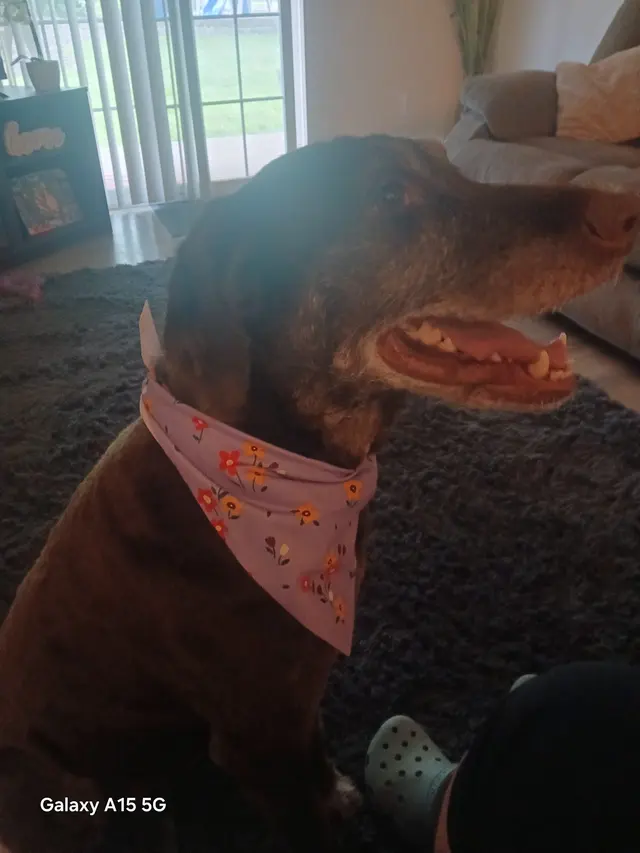 Furry Land Mobile Pet Grooming Central PA — customer photo 9
