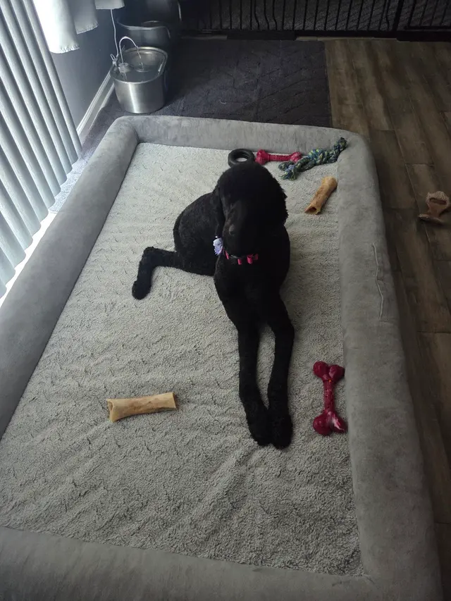 Furry Land Mobile Pet Grooming Central PA — customer photo 6