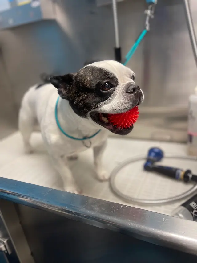 Compassionate Groom and Spa — photo from the business 6