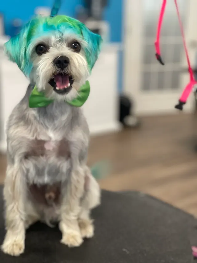 Compassionate Groom and Spa — photo from the business 9