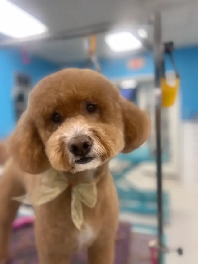 Compassionate Groom and Spa — photo from the business 1