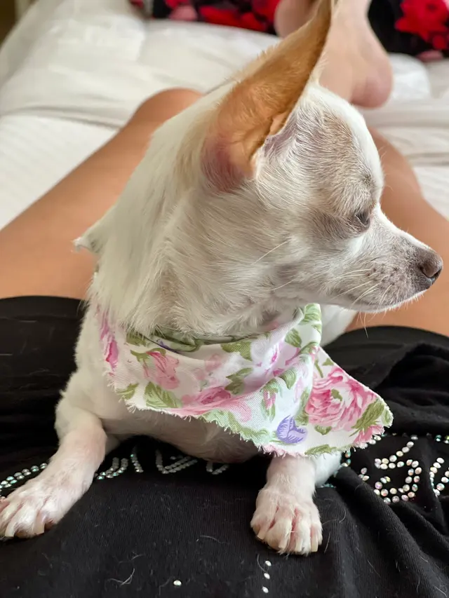 Customer photo of work by Compassionate Groom and Spa, from Jennifer M Henrie's review