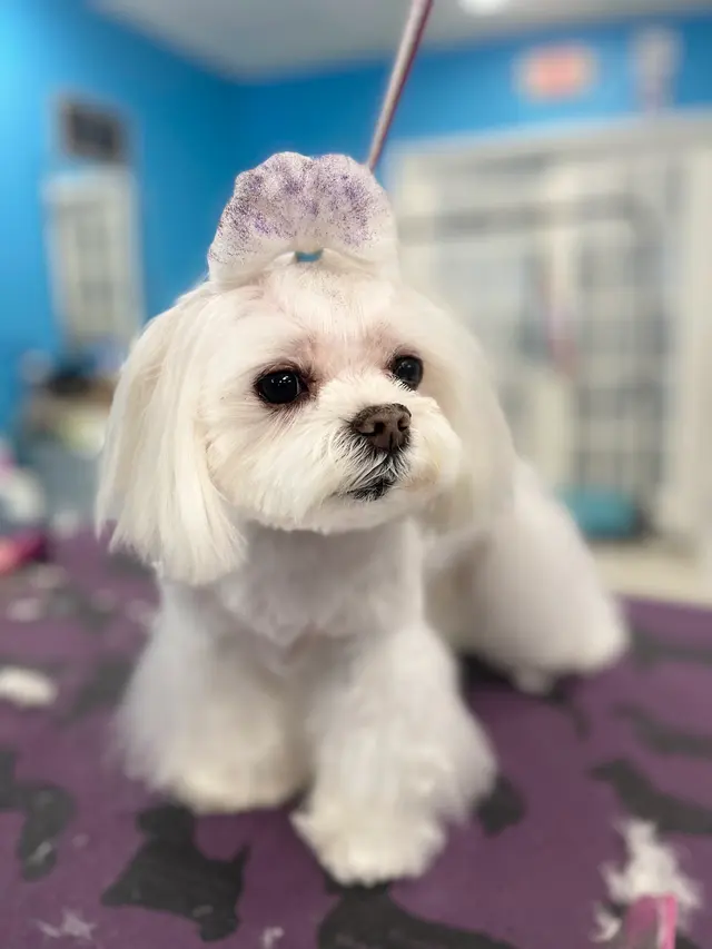 Compassionate Groom and Spa — photo from the business 4