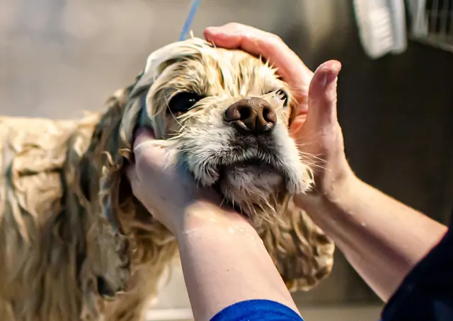 Compassionate Groom and Spa — photo from the business 5