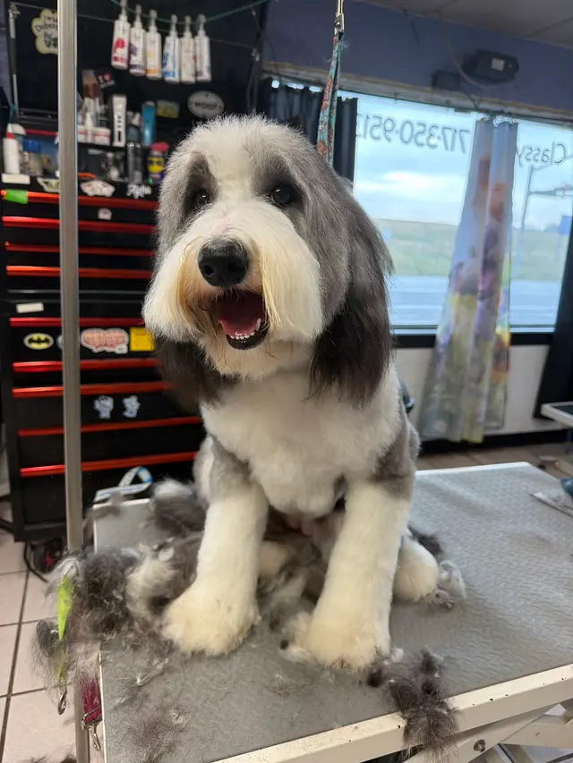 Classy K-9's — customer photo 2