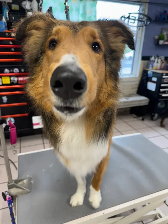 Classy K-9's — customer photo 3