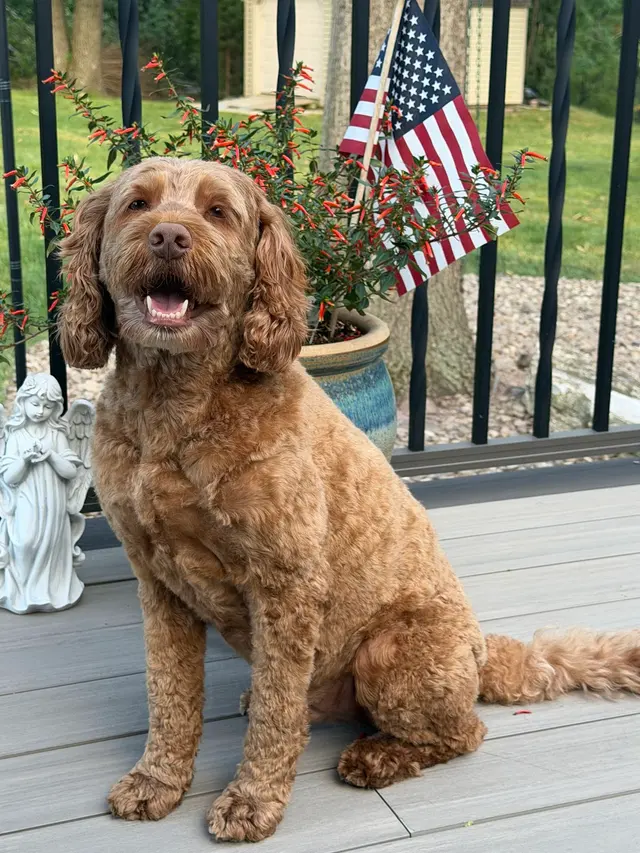 Classy K-9's — customer photo 12
