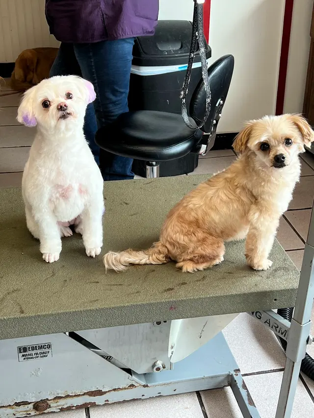 Classy K-9's — photo from the business 5