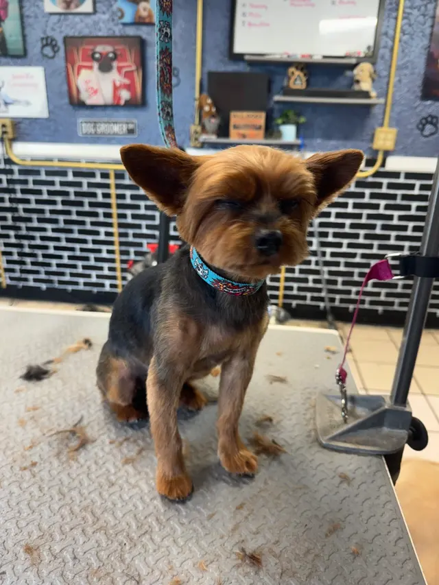 Classy K-9's — customer photo 1