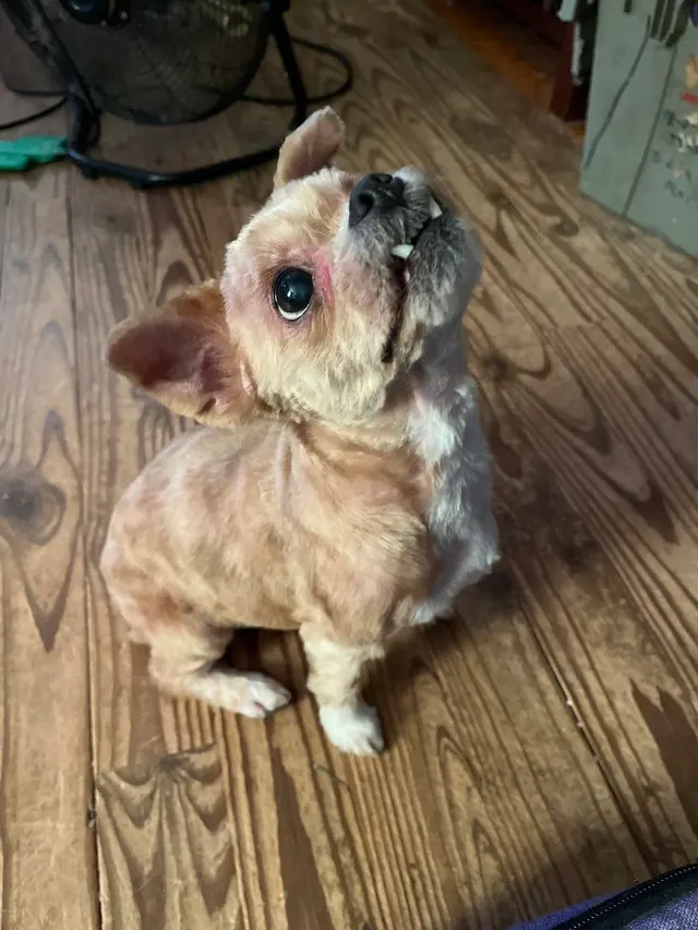 Customer photo of work by Classy K-9's, from Dawn Shoff's review