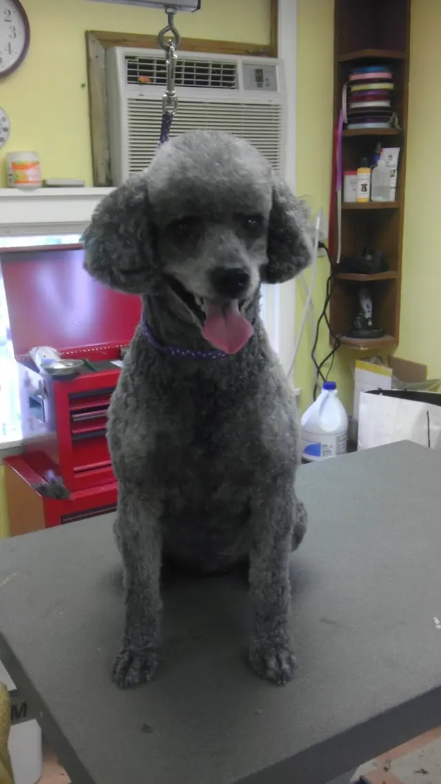 Denise's Dapper Dogs — photo from the business 9