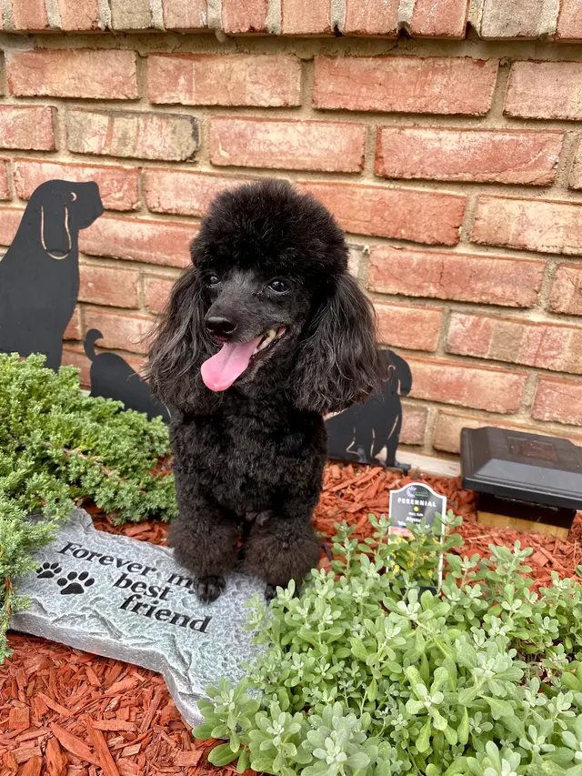 Denise's Dapper Dogs — customer photo 6