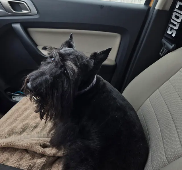 Customer photo of work by Denise's Dapper Dogs, from Deana Kieffer's review