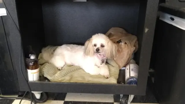 Denise's Dapper Dogs — photo from the business 1