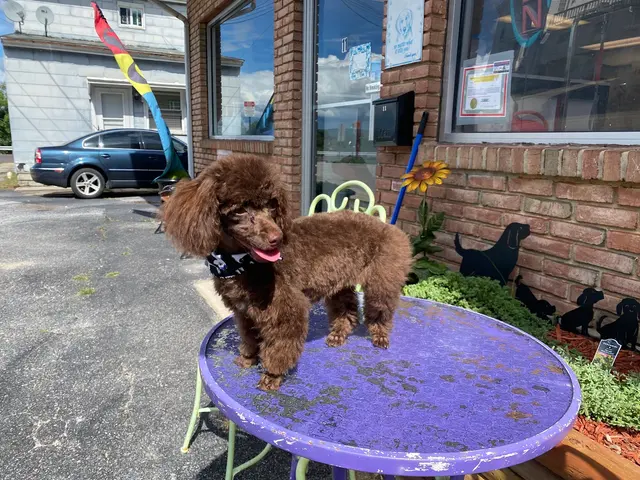 Denise's Dapper Dogs — customer photo 5