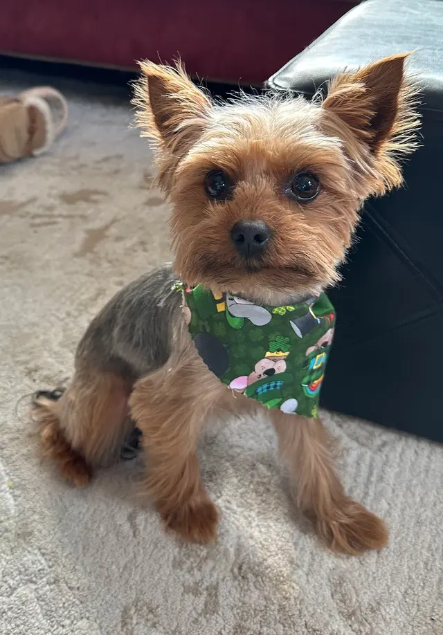 Denise's Dapper Dogs — customer photo 3