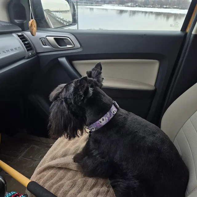 Customer photo of work by Denise's Dapper Dogs, from Deana Kieffer's review
