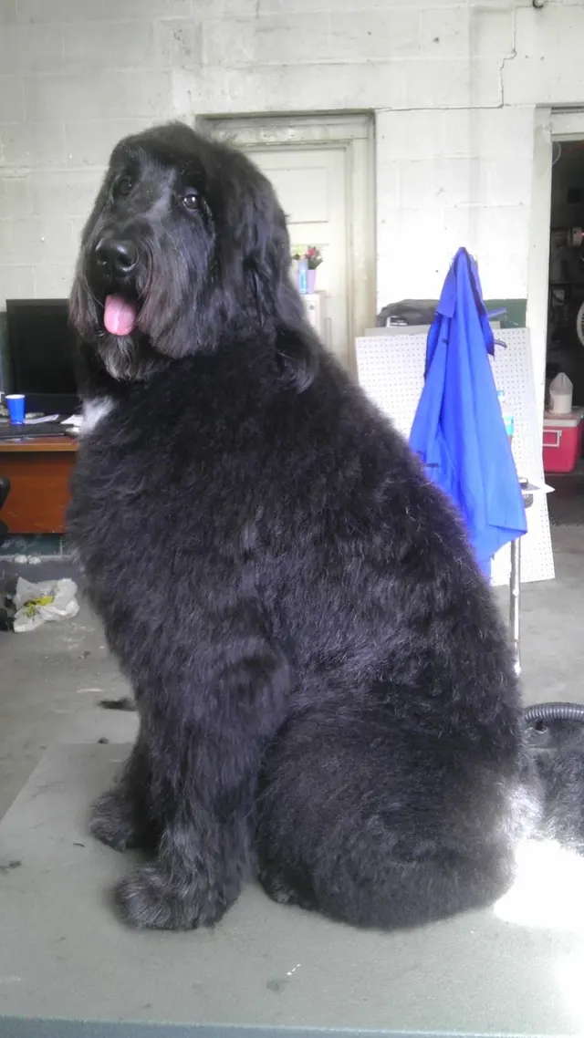 Denise's Dapper Dogs — photo from the business 11