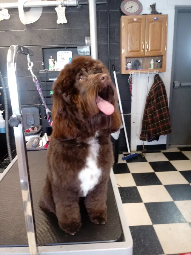 Denise's Dapper Dogs — photo from the business 10