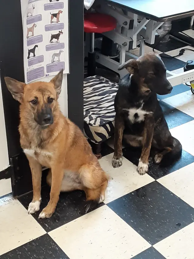 Denise's Dapper Dogs — photo from the business 8