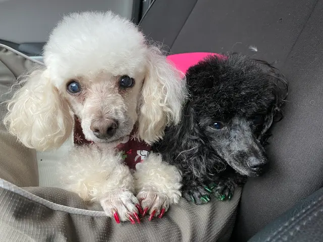 Denise's Dapper Dogs — customer photo 4