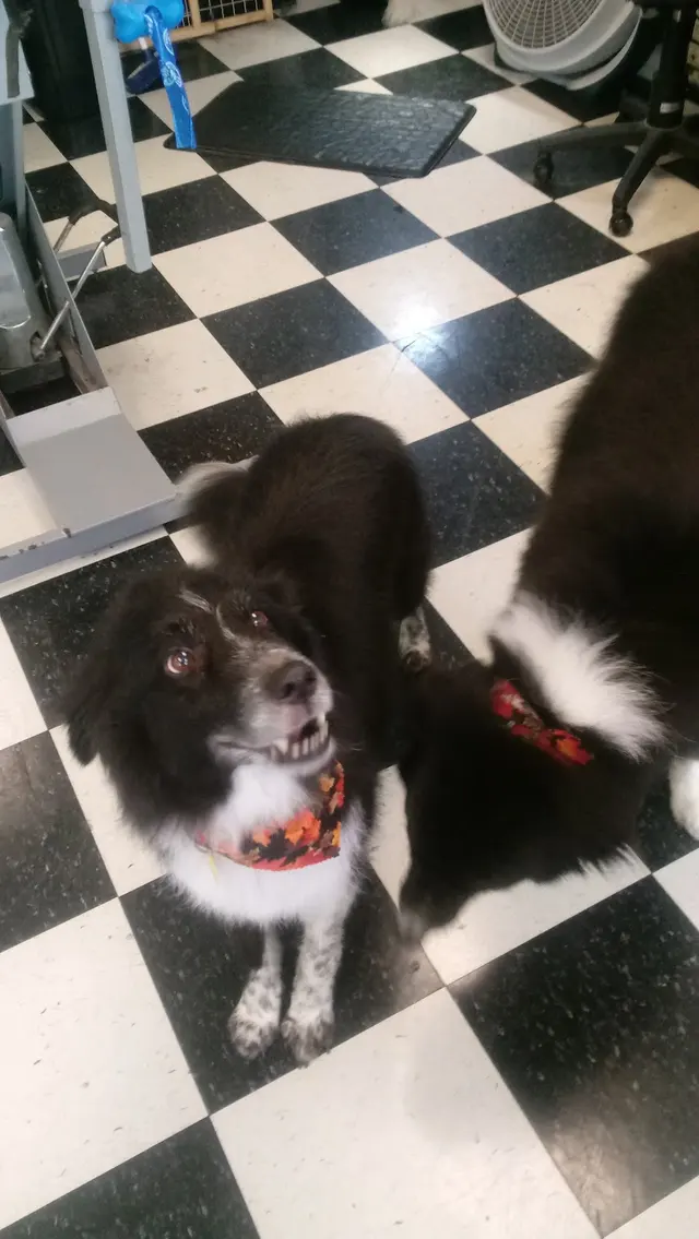 Denise's Dapper Dogs — photo from the business 12
